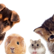 VG Pets Pic e1552876389383