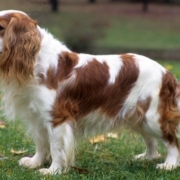 Cavaier King Charles Spaniel e1554743959266
