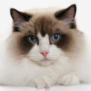 Ragdoll Cats e1554439528314