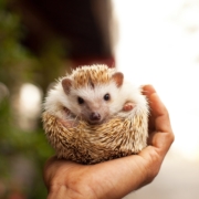 hedgehog e1555439066785