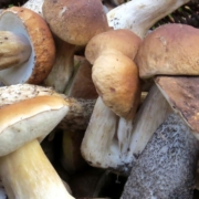 mushrooms e1556729122944
