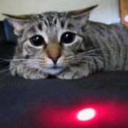 cats and laser pointer