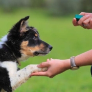 dog training