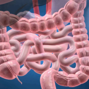 Gut