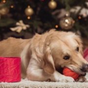 christmas dog gift 1024x683